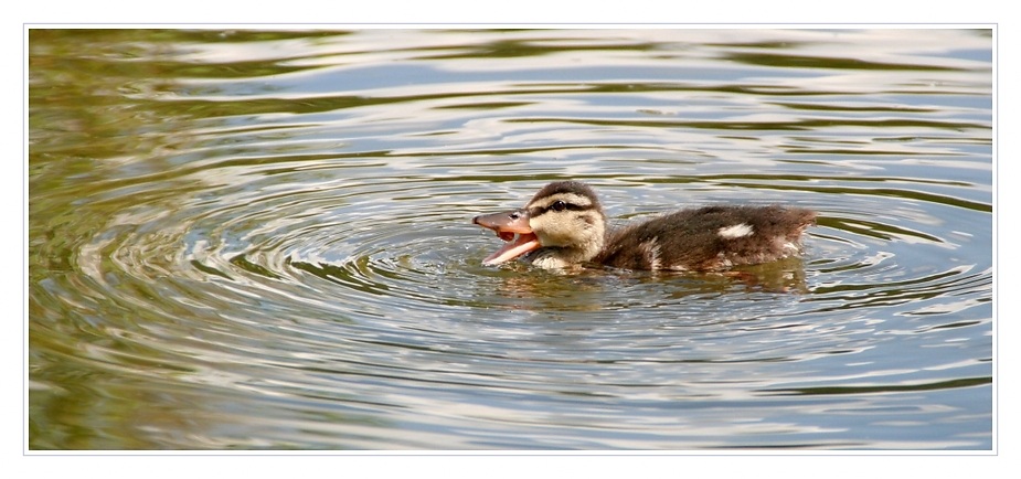 Schwimmen ist anstrengend