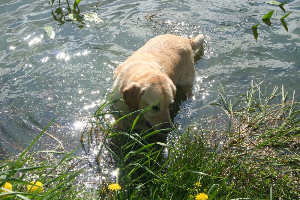 Schwimmen ist halt sein ganzes Vergnügen!