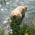 Schwimmen ist halt sein ganzes Vergnügen!