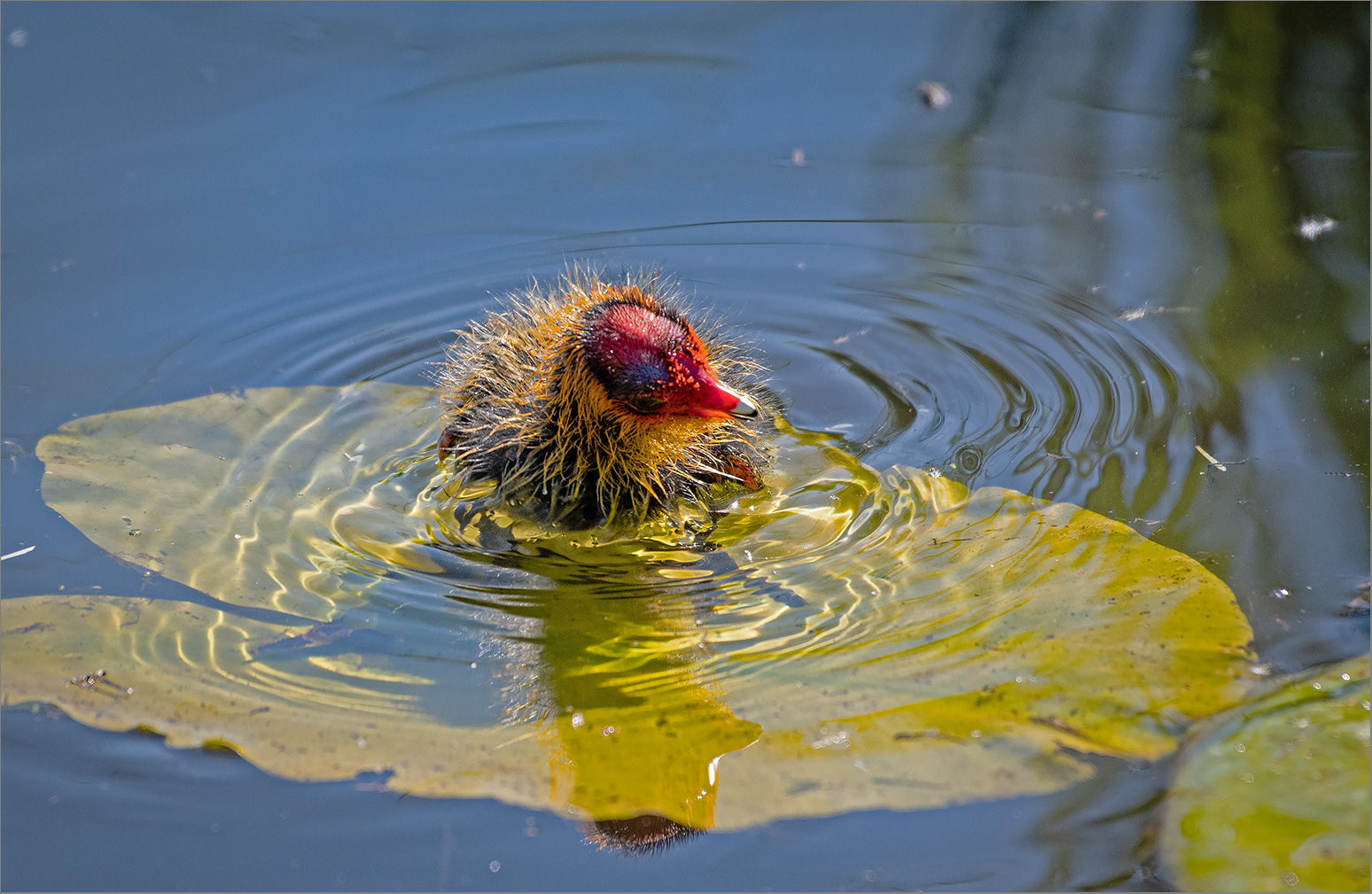 Schwimmen ist ja sooo anstrengend   . . .