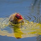 Schwimmen ist ja sooo anstrengend   . . .