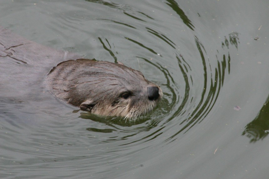 Schwimmen ist klasse