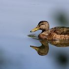 Schwimmen ist schön!