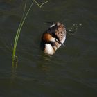 Schwimmen ist schööön...