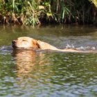 Schwimmen ist so schön .....