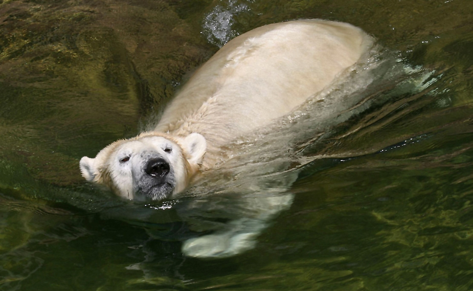 "Schwimmen ist soooo ....  kuuuhl"