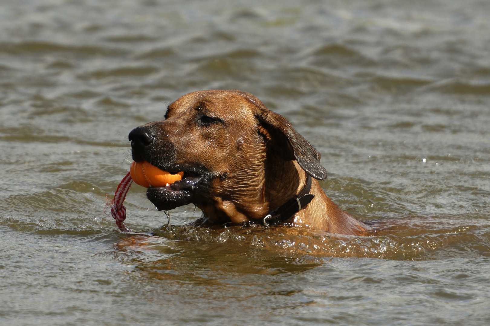 Schwimmen kann ich auch