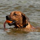 Schwimmen kann ich auch