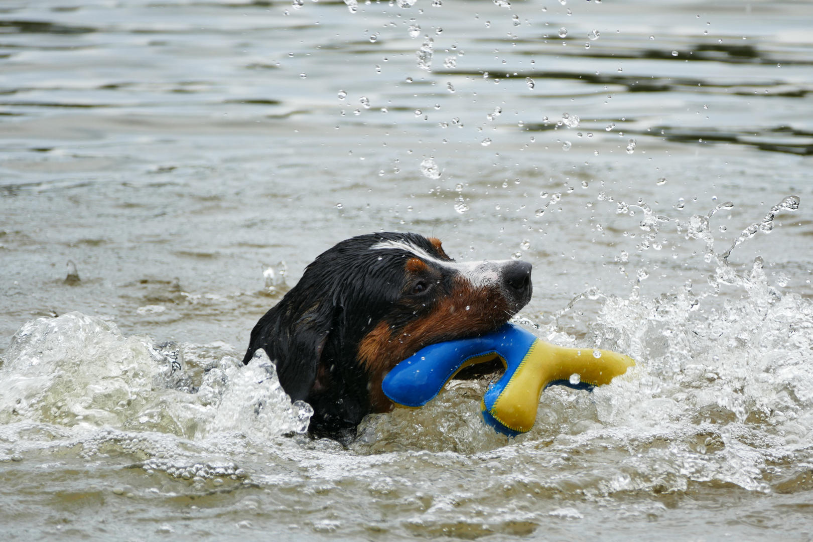 Schwimmen lernen