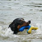 Schwimmen lernen