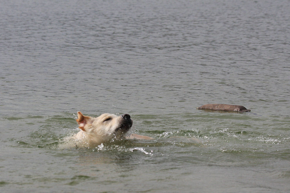 Schwimmen lernen