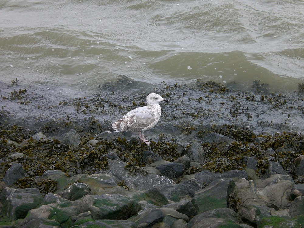 Schwimmen lernen!