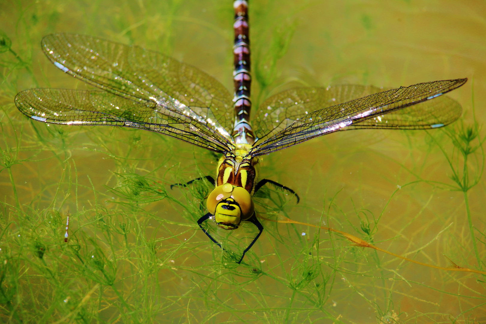 Schwimmen Libellen? (1)