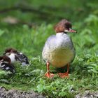 Schwimmen macht müde...