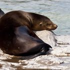 Schwimmen macht müde