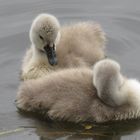 Schwimmen macht müde