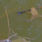 schwimmen macht Spaß, besonders nach einem so langen Weg