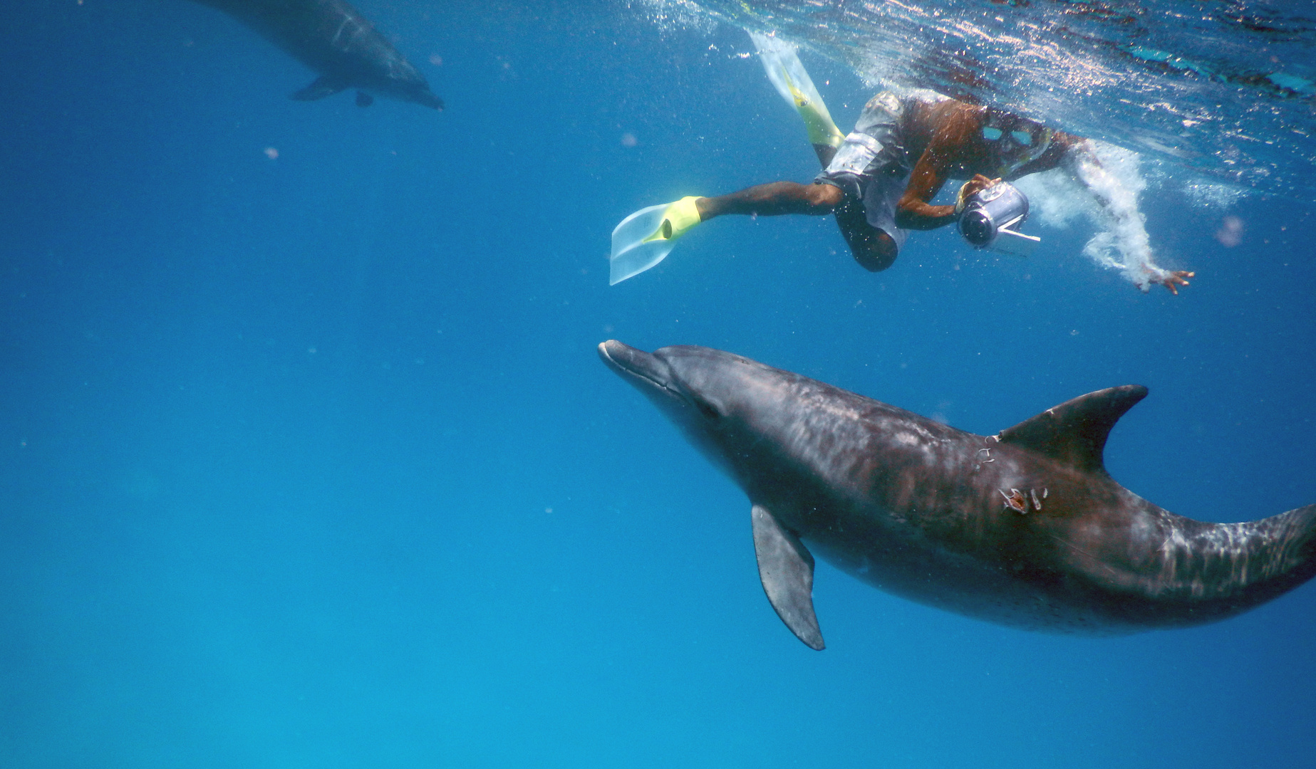 Schwimmen mit Delfinen in Hurghada