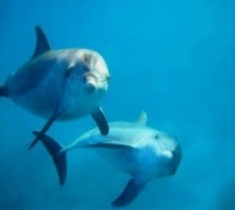Schwimmen mit den Delfinen