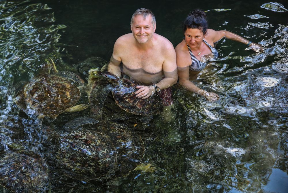 Schwimmen mit den Schildkröten