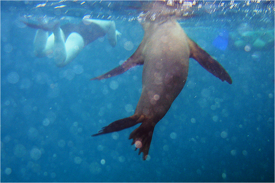 Schwimmen mit Galapagos-Seelöwen