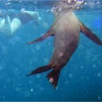 Schwimmen mit Galapagos-Seelöwen