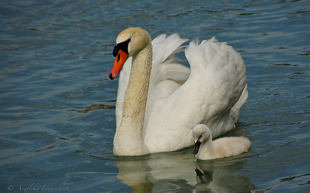 Schwimmen mit Mama