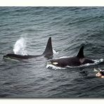 Schwimmen mit Orcas - Old McRudolf-Klacky macht es vor