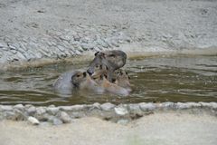 schwimmen mit Papa