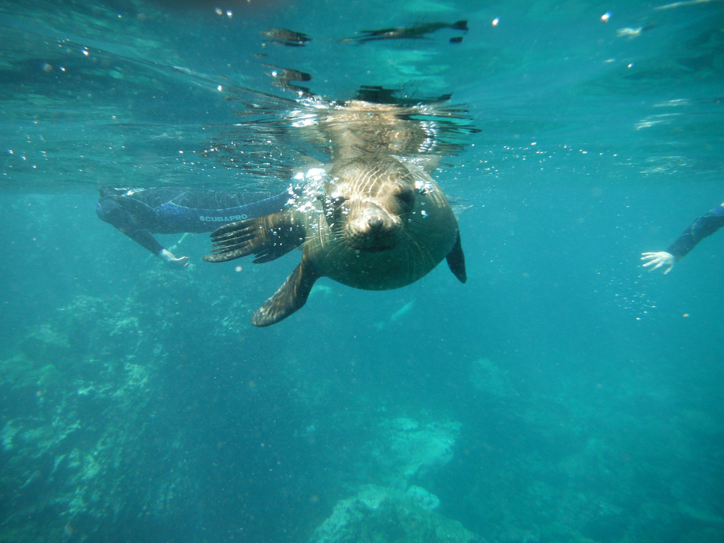 Schwimmen mit Seelöwen