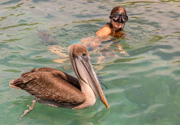 Schwimmen mit wildem Pelikan vor den Galapagosinseln
