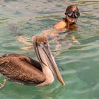 Schwimmen mit wildem Pelikan vor den Galapagosinseln