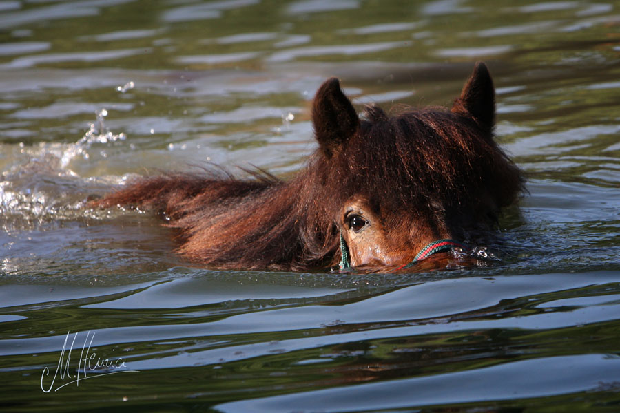 Schwimmen nach Krokodilart