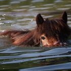 Schwimmen nach Krokodilart