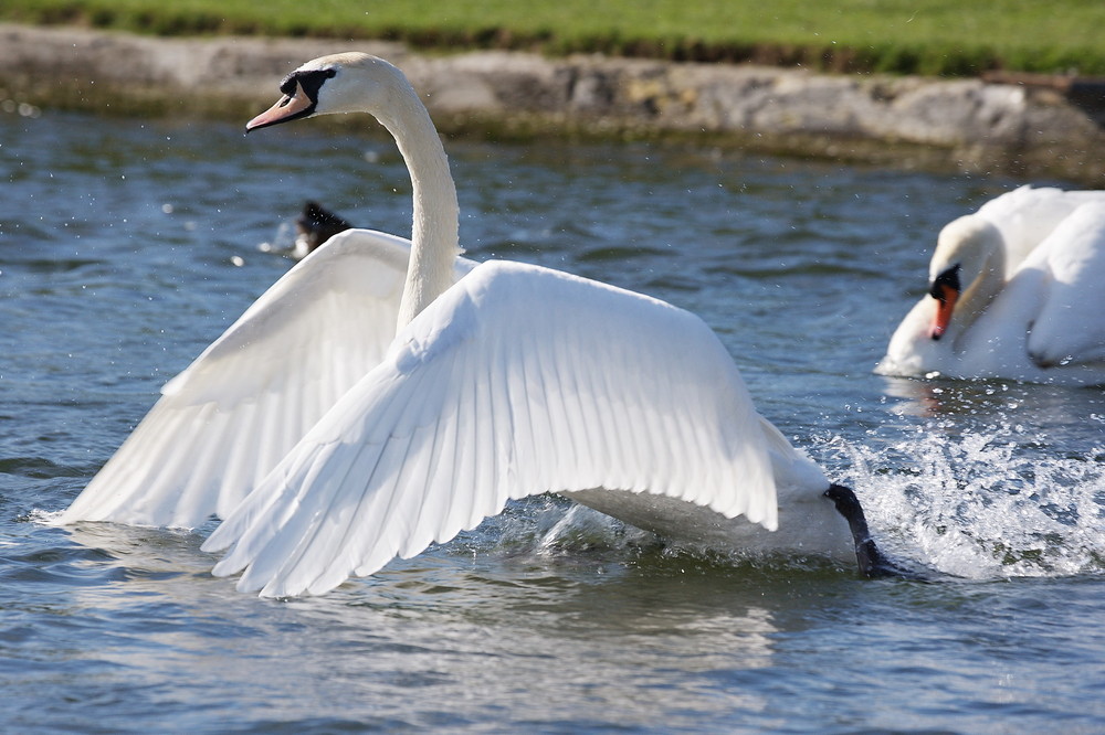 schwimmen oder fliegen?