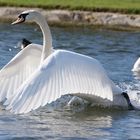 schwimmen oder fliegen?