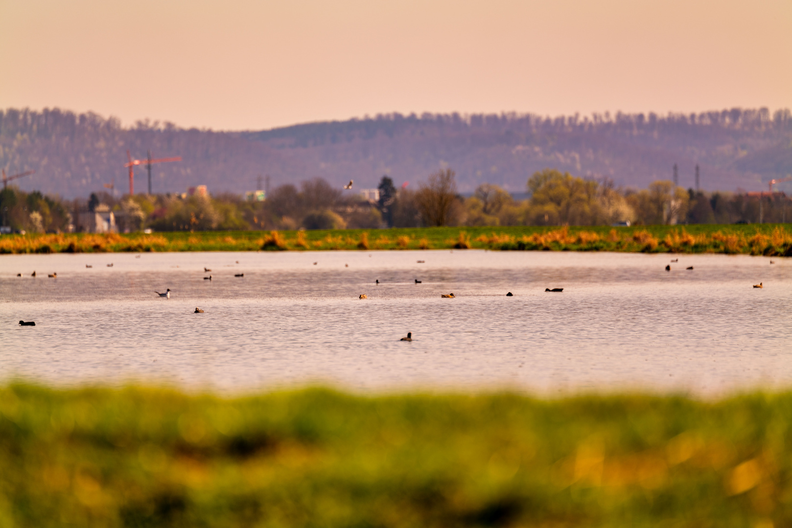 Schwimmen oder fliegen?