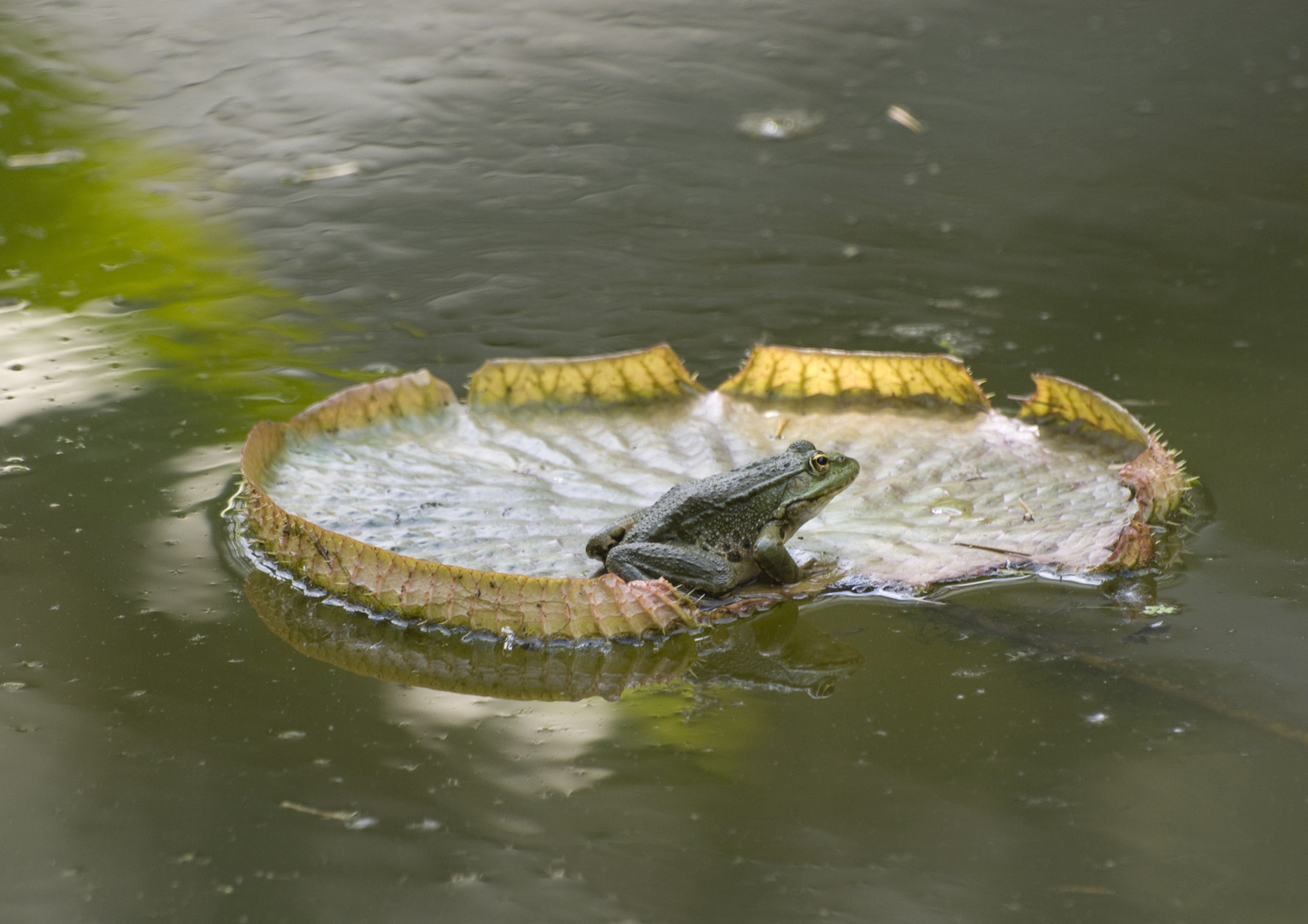 Schwimmen oder nicht