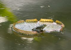 Schwimmen oder nicht