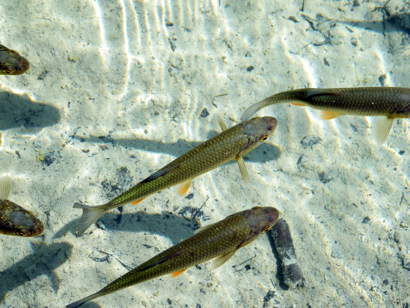 Schwimmen ohne Wasser