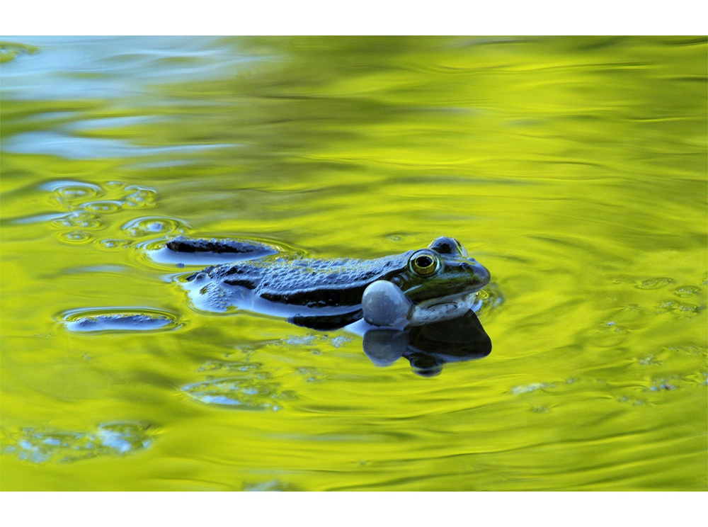 schwimmen und quaken