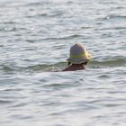 schwimmen vor Amrum