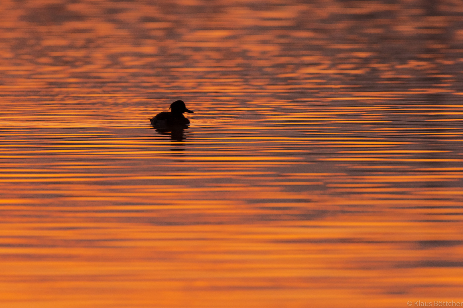 Schwimmend in Gold...