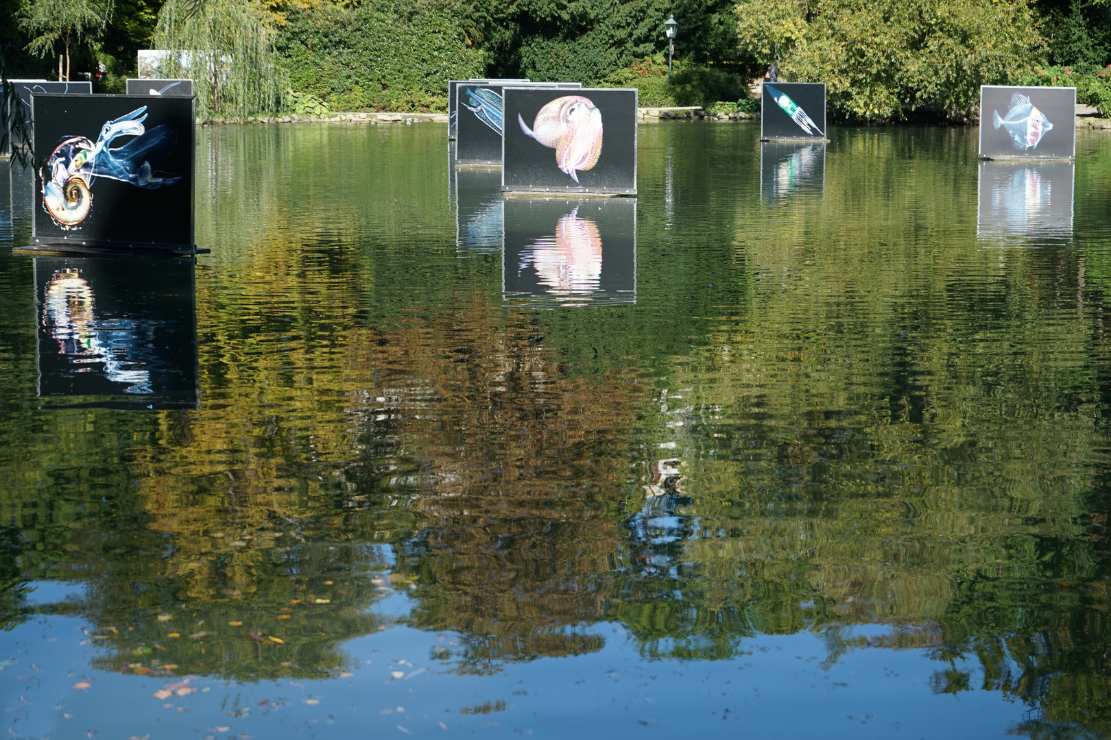 Schwimmende Bilder