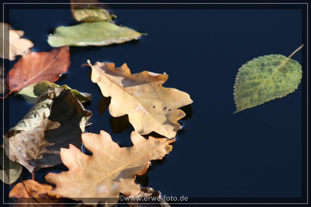 Schwimmende Blätter