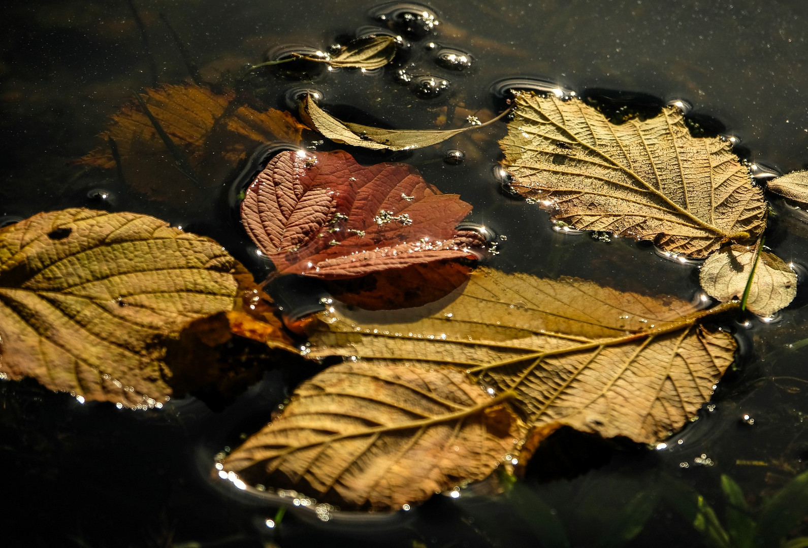 Schwimmende Blätter