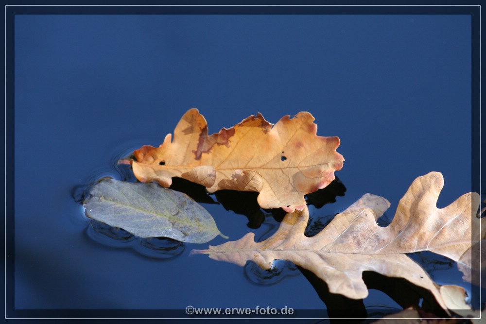 Schwimmende Blätter