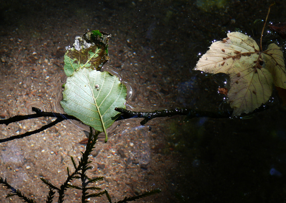 Schwimmende Blätter