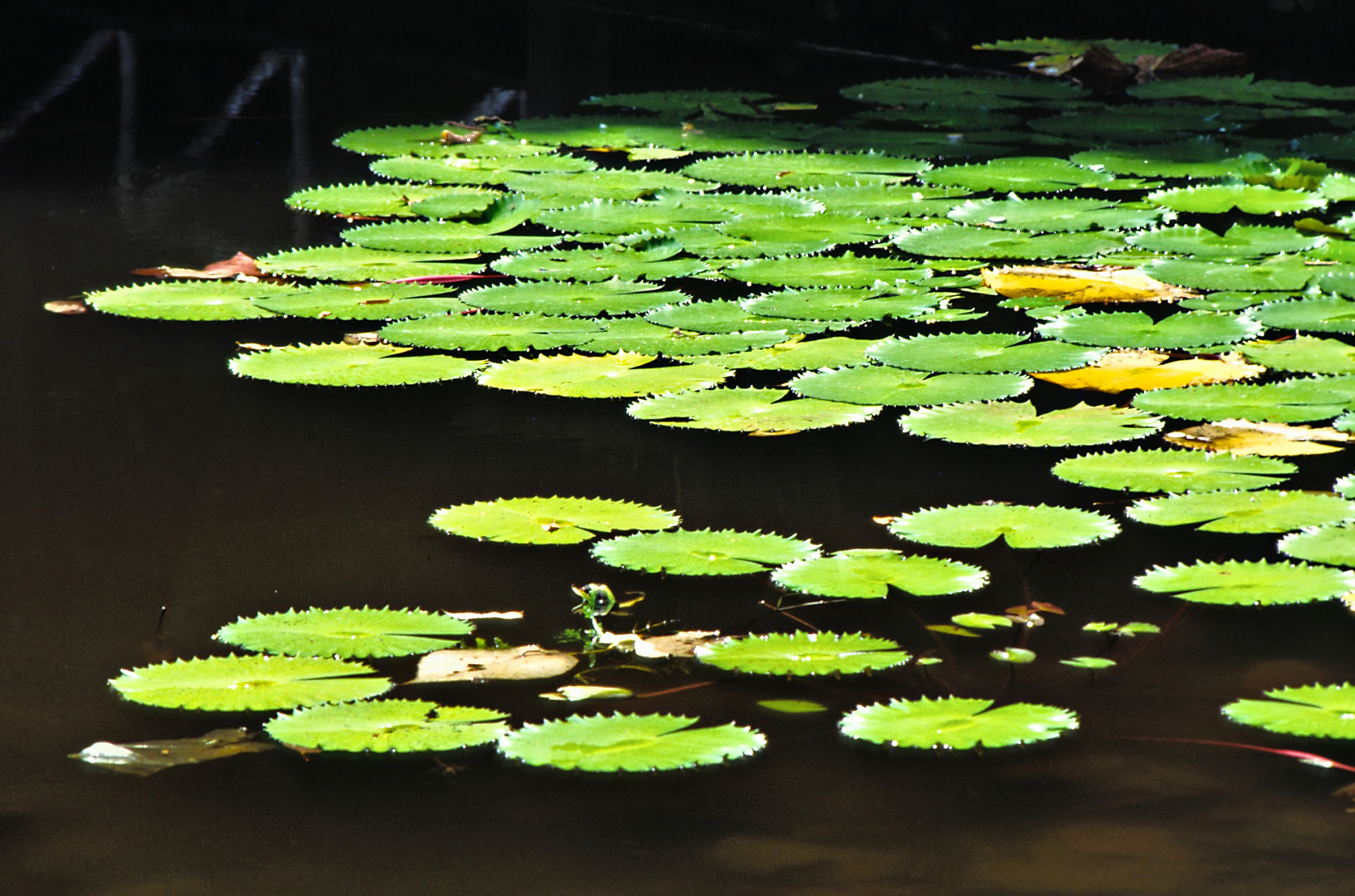 schwimmende  Blätter 