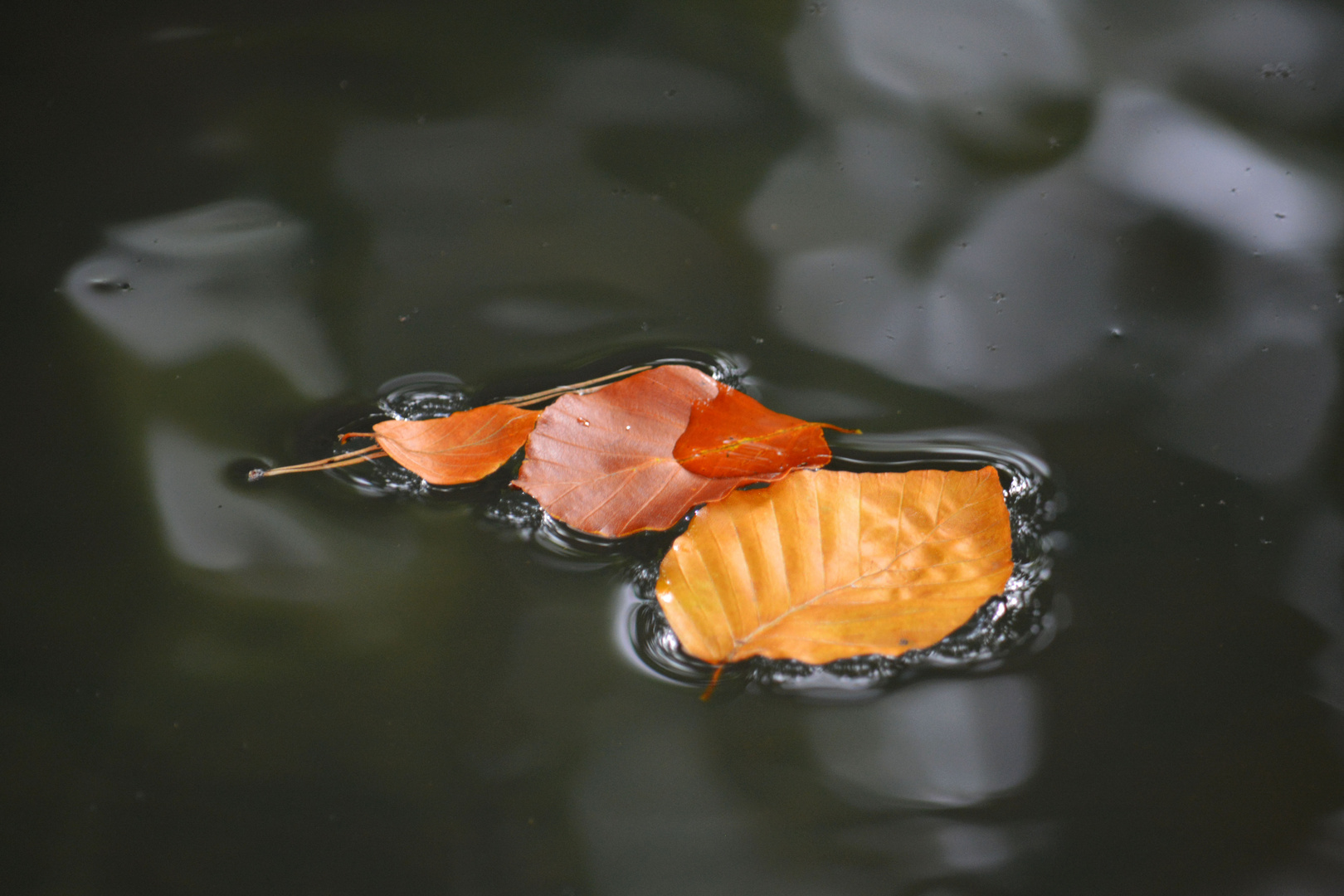 Schwimmende Blätter